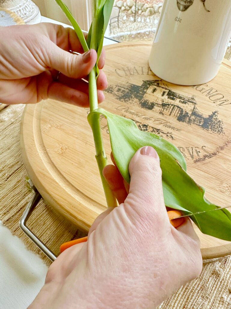 peeling the bottom leaves off a tulip stem. 