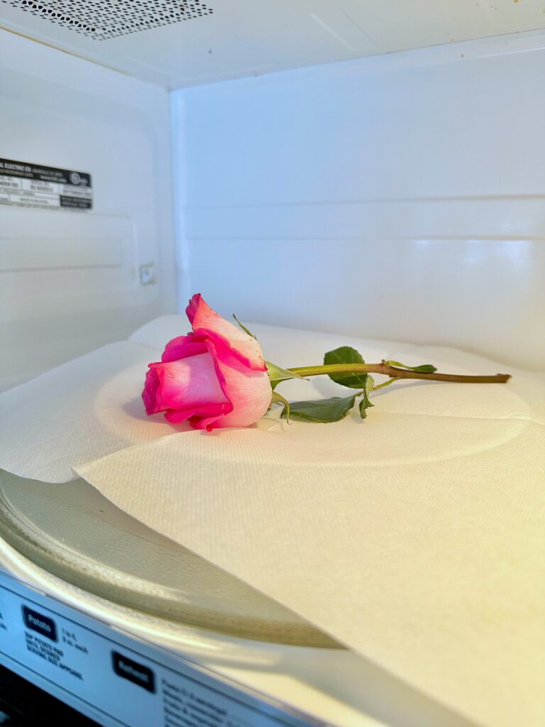 a bright pink rose on a paper towel in a microwave. 