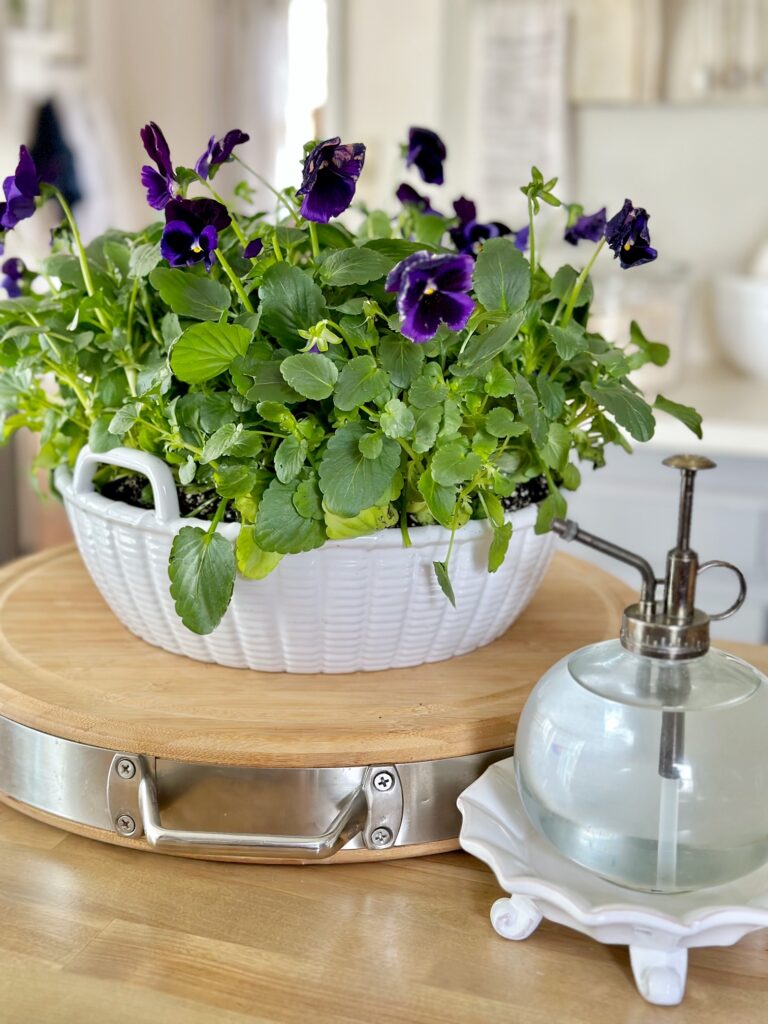 a white ceramic basket with purple pansies and the water mister. 