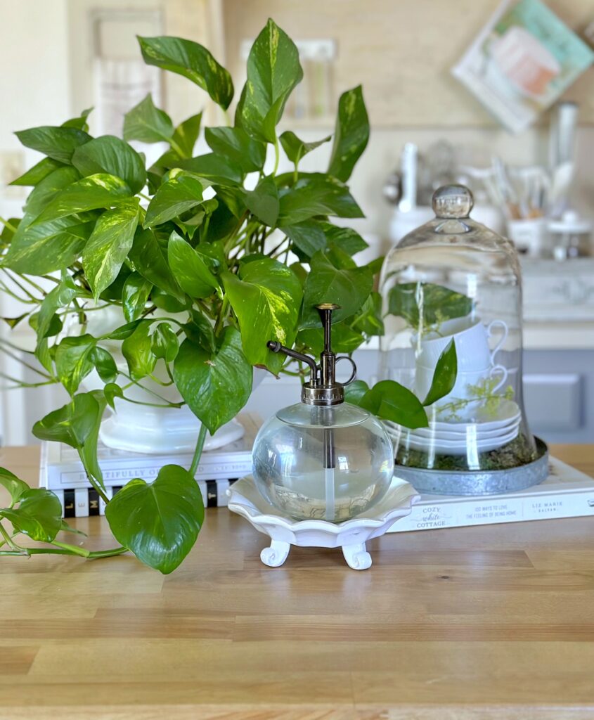 a pothos plant in a soup tureen, a cloche and a plant mister on a ceramic stand. 