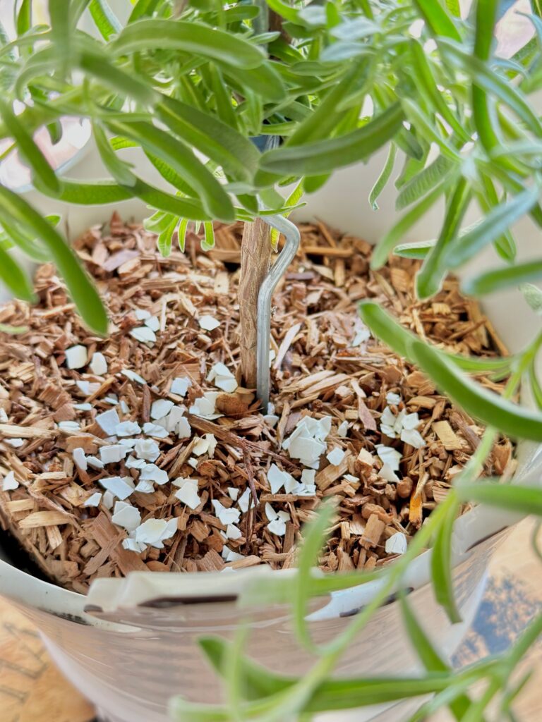 white egg shells sprinkled on the top of the soil of a lavender plant.
