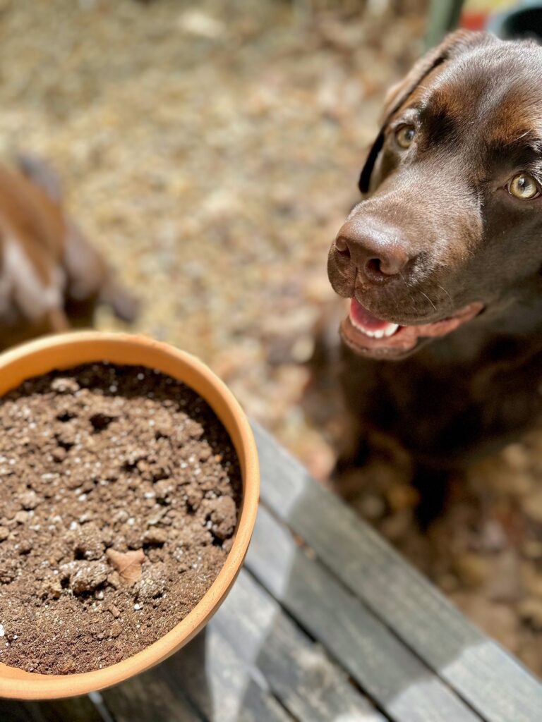 my pup cooper looking at a clay pot full of soil. 