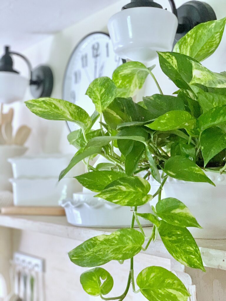 A side view of a pothos plant on a shelf with plate and dishes in the background. 