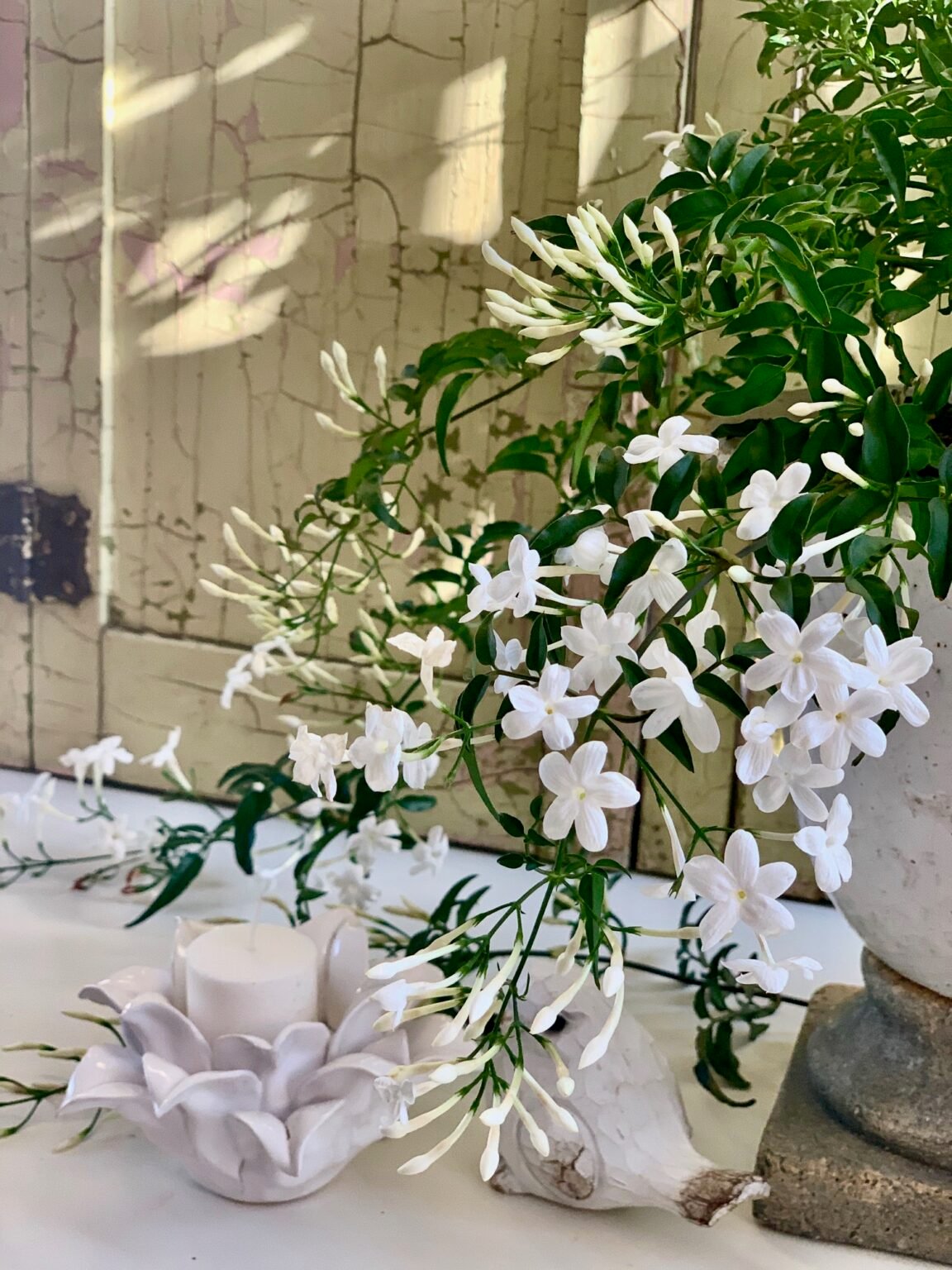 Indoor Jasmine Care Tips for a Healthy and Happy Plant Celebrated Nest