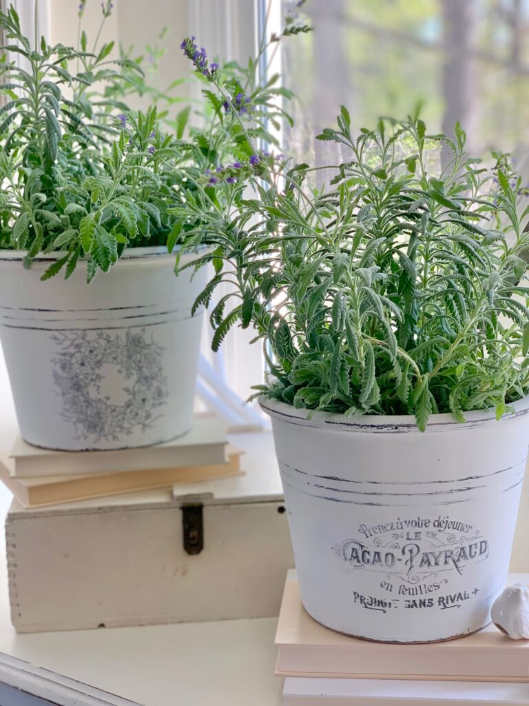 lavender in two white pots with a laser printer vintage print on them. 