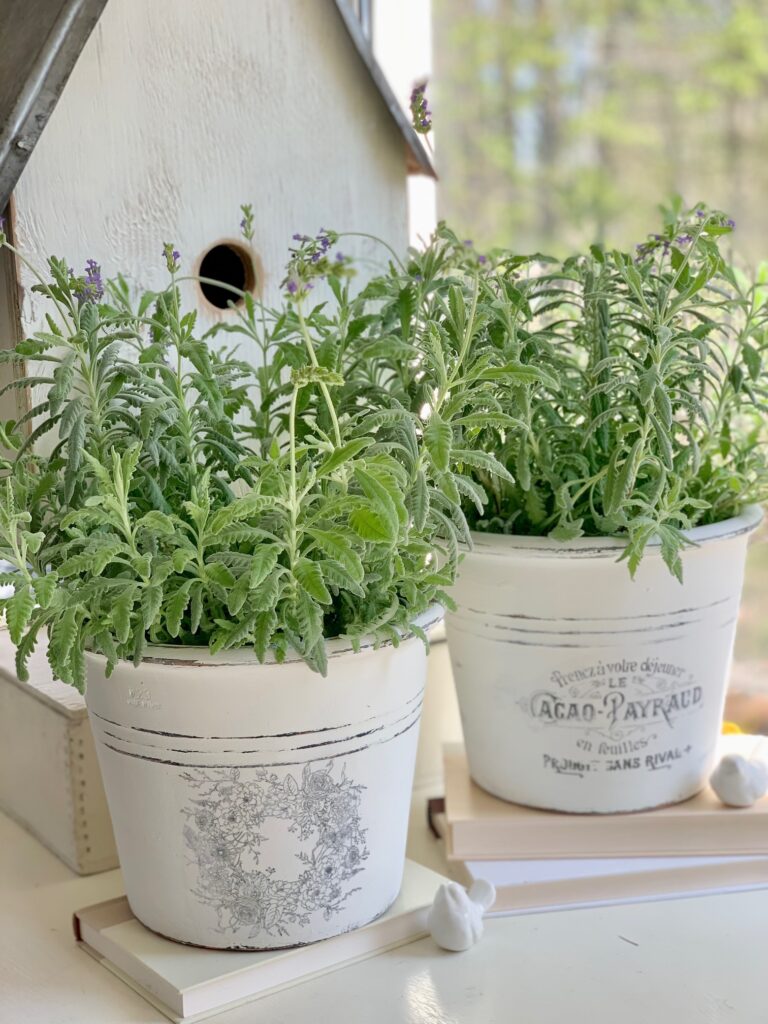 two white pots holding lavender plants