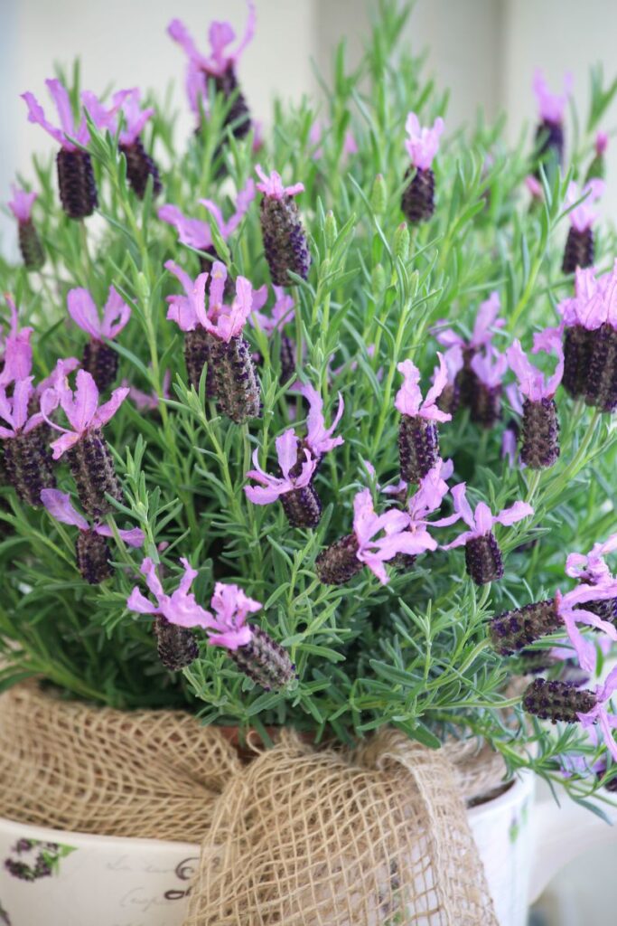 a close up of a lavender plant. 