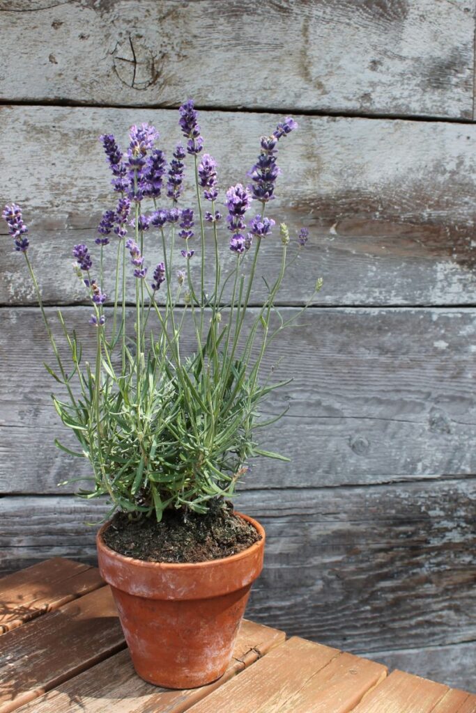 a potted lavender plant in a clay pot with a weathered board backdrop. 