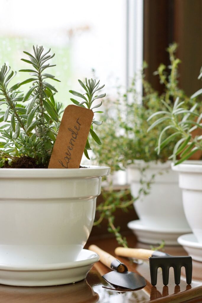lavender plant and other herb in white pots in a kitchen window. 