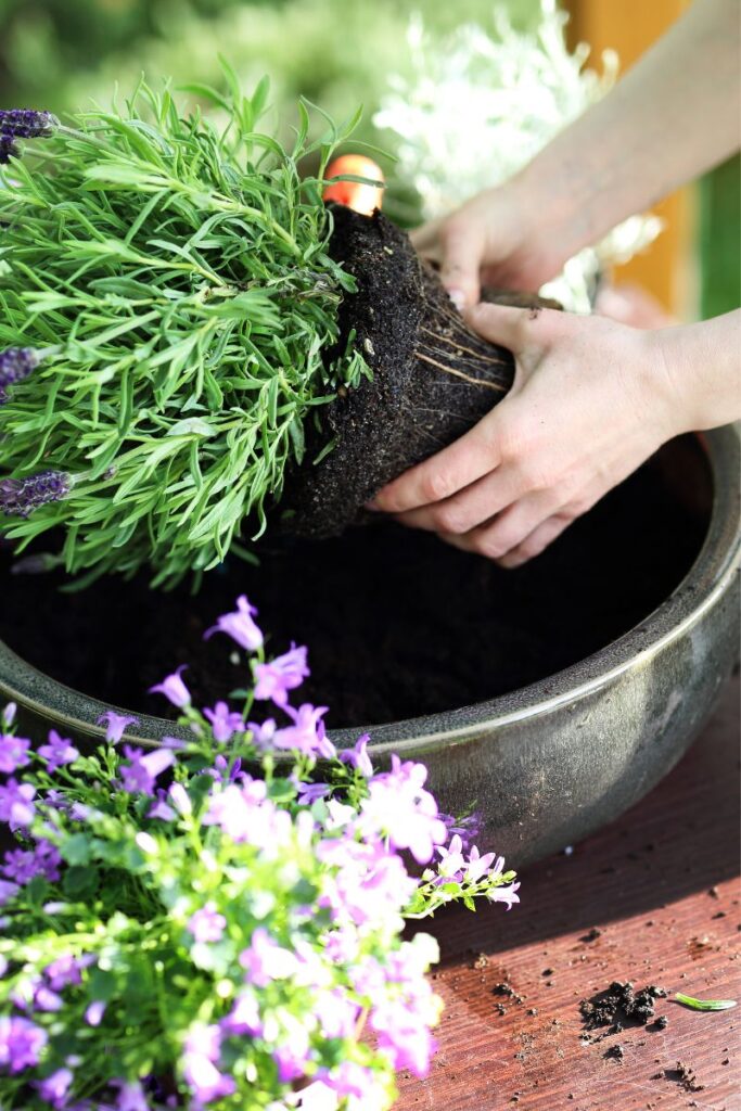 woman potting some lavender with her hands. 