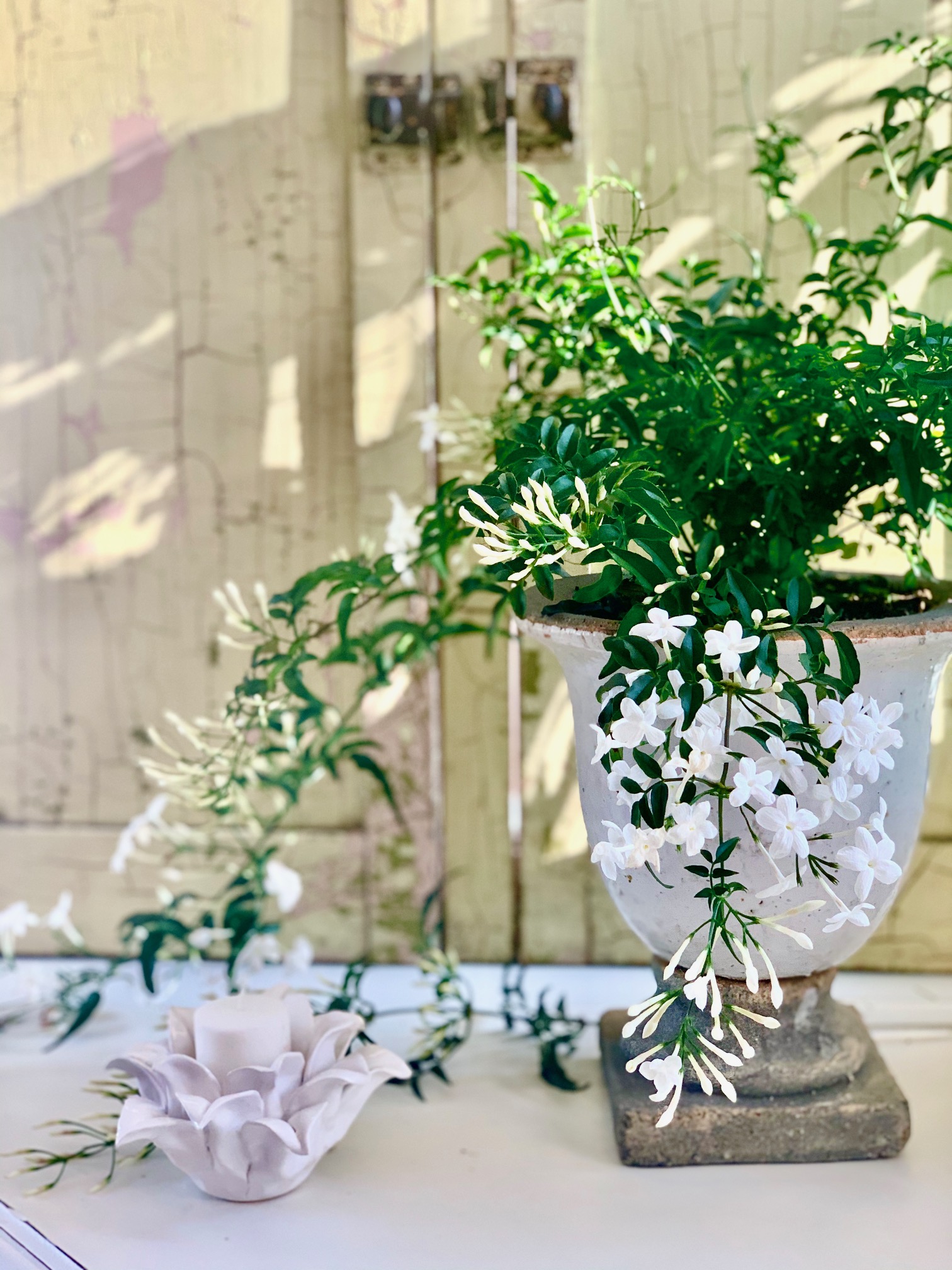 Beautiful indoor jasmine plant with tiny white flowers. 
