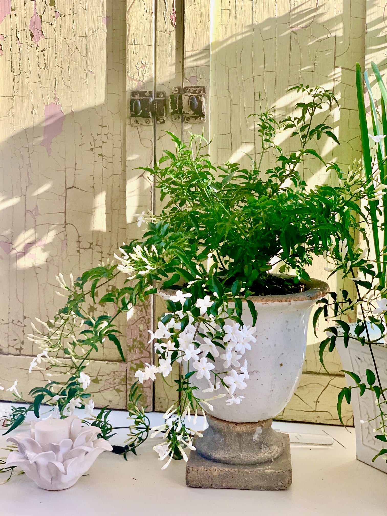 Flowering jasmine in a pot with a bird and candle. 