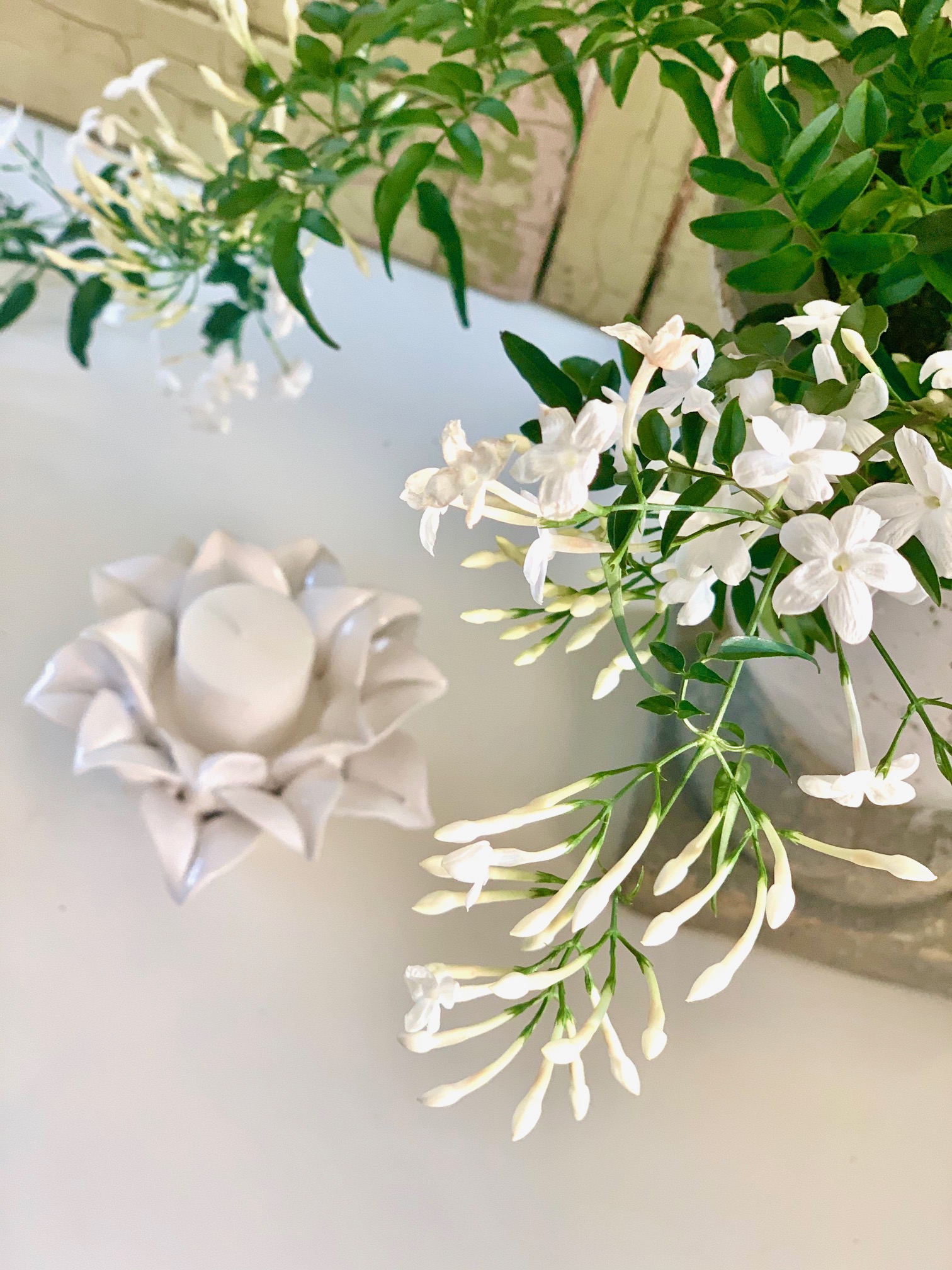Top view of an indoor jasmine plant that is thriving. 