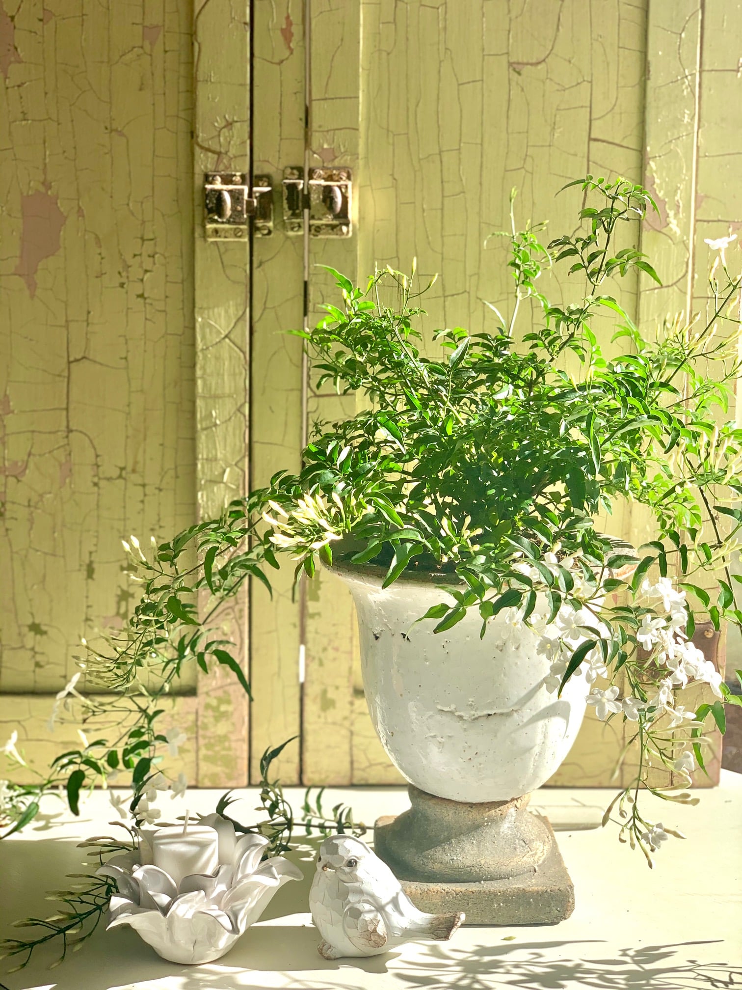 A flowering jasmine in front of a green vintage cabinet. 