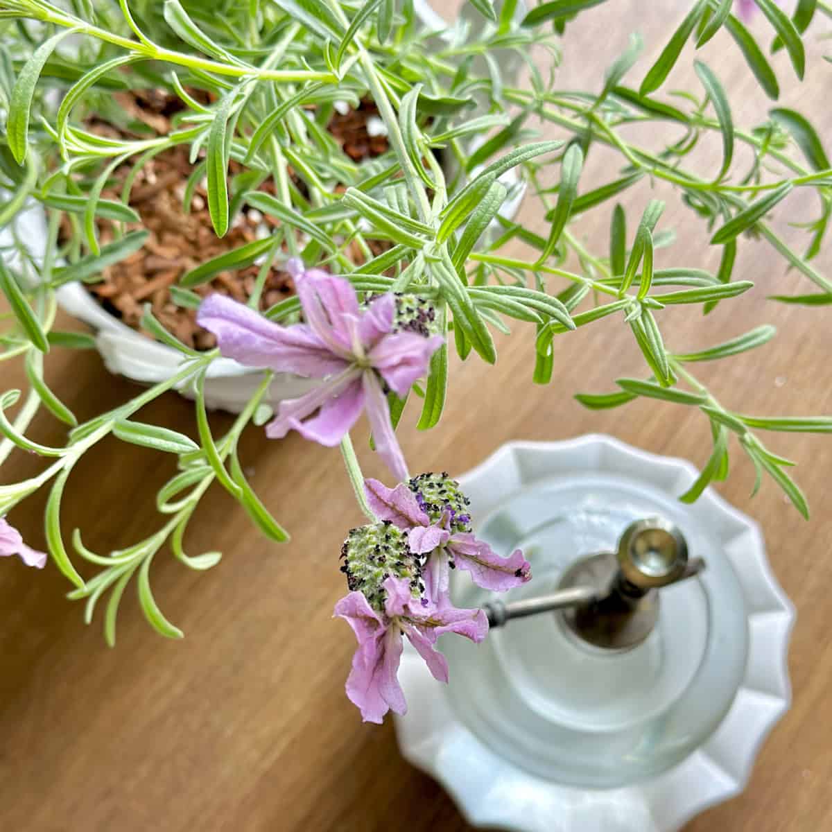 How to Keep Lavender Alive Indoors: Tips That Actually Work