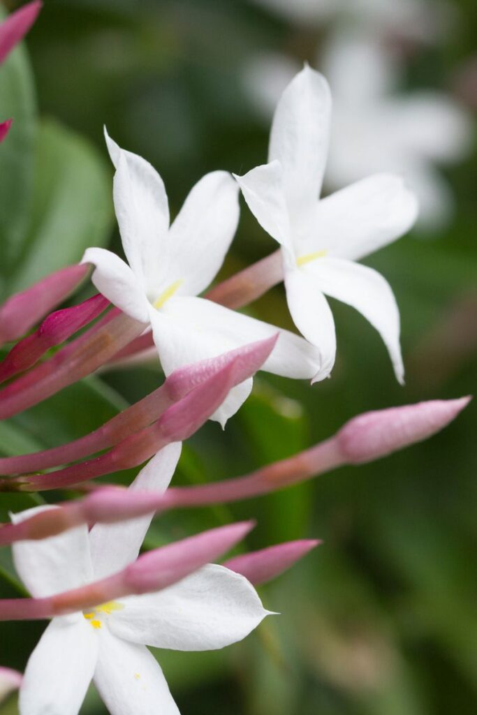Beautiful pink stemmed jasmine. the flower is white the base of the flower is pink. 