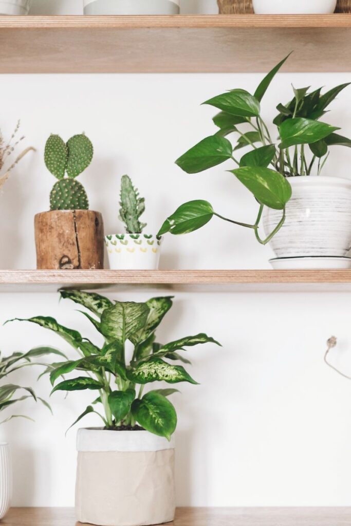 a shelf full of plants including a pothos plant in a white vase. 