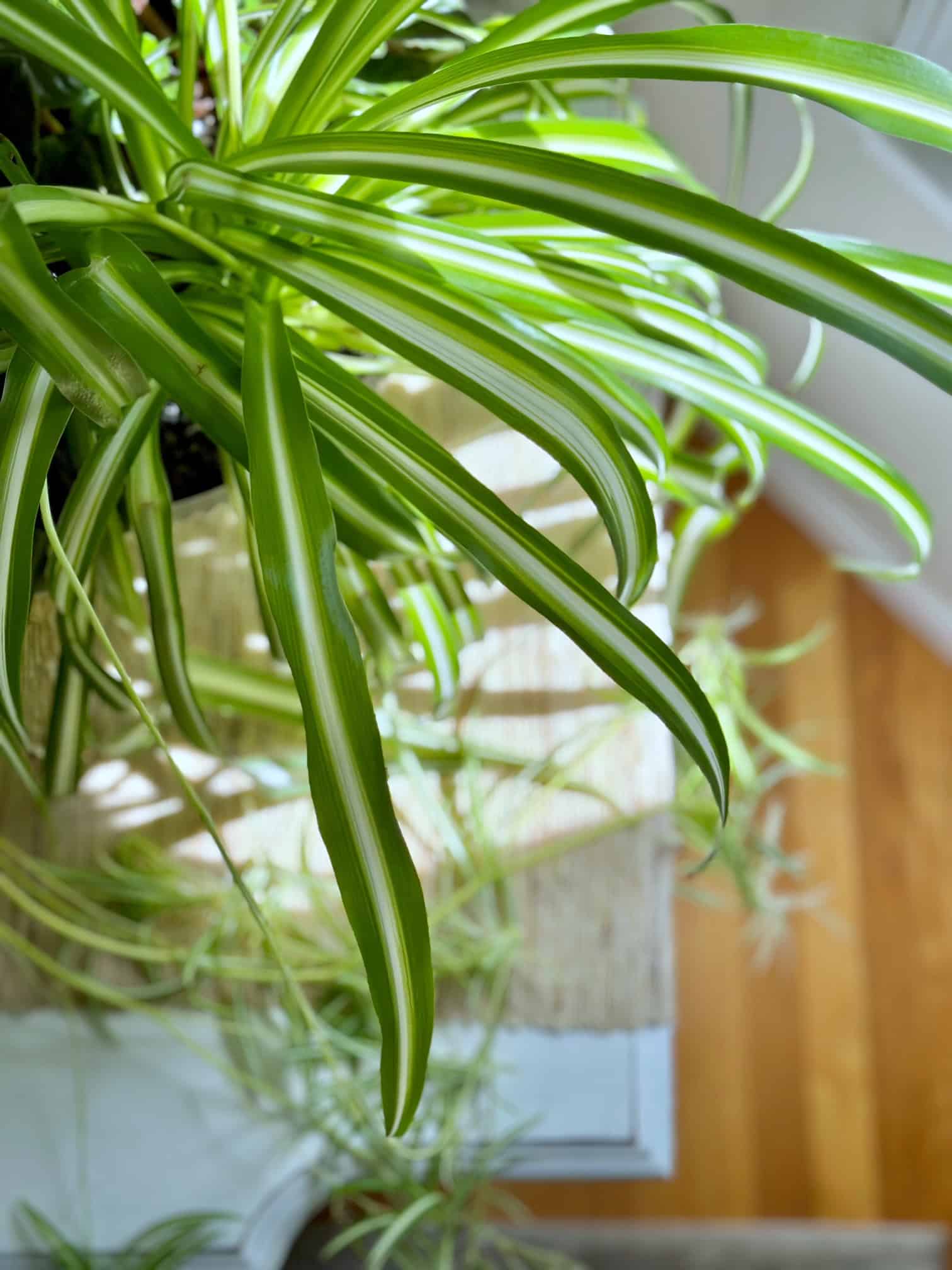 Spider plant thriving from homemade fertilizer for indoor plants. 