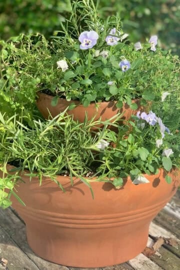 Two tiered clay pot herb garden.