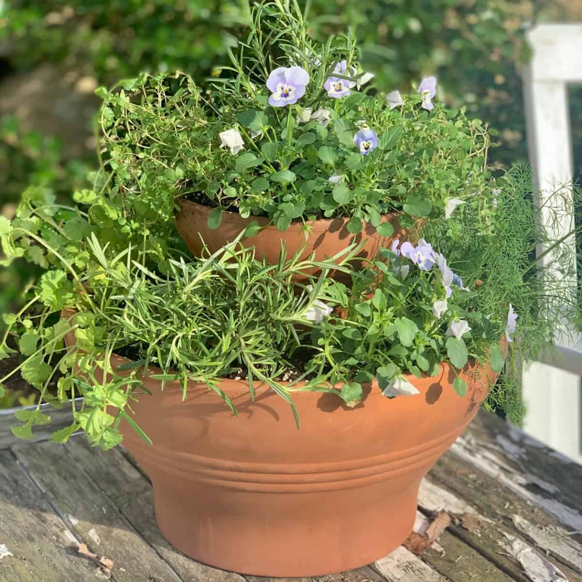 12 Best Herb Garden Plants For Container Gardening