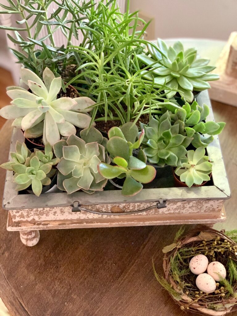 A tray with an assortment of small succulent plants. 