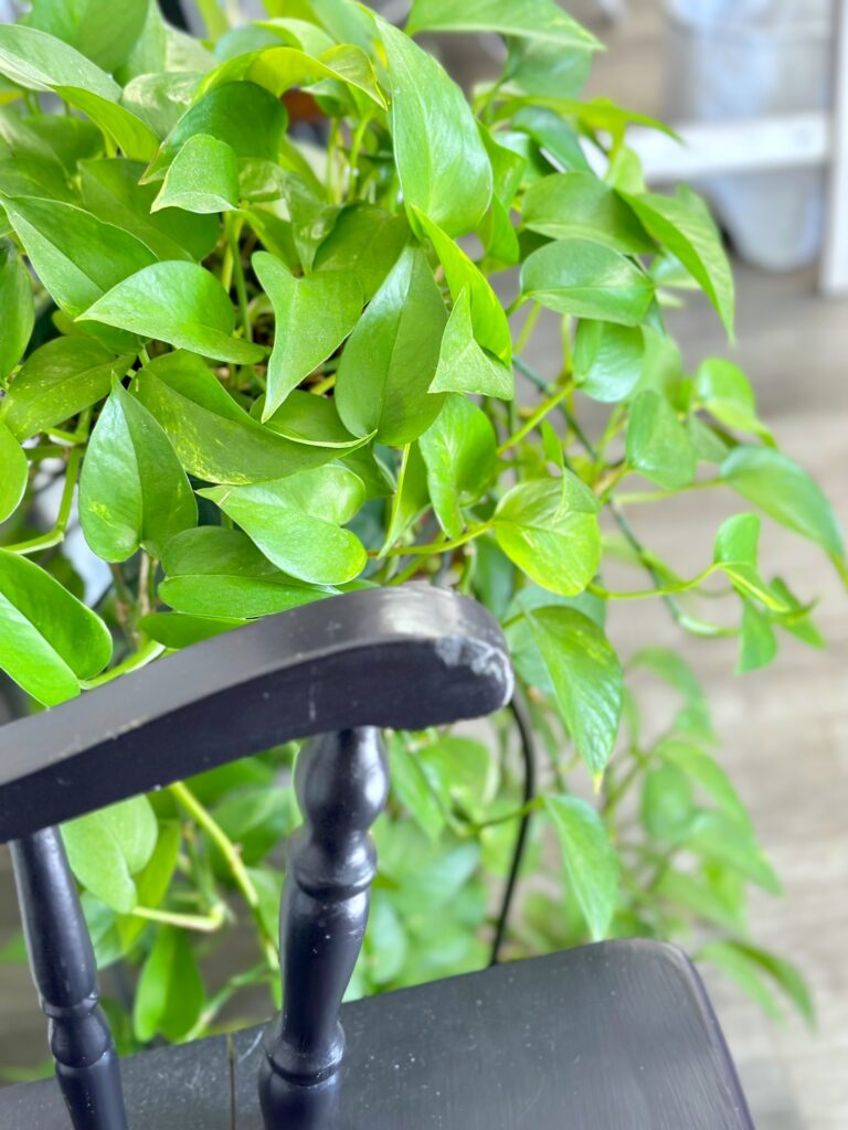 the arm of a black bench in front of a large pothos plant.