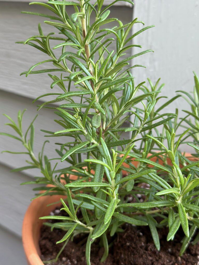 a close up of rosemary.