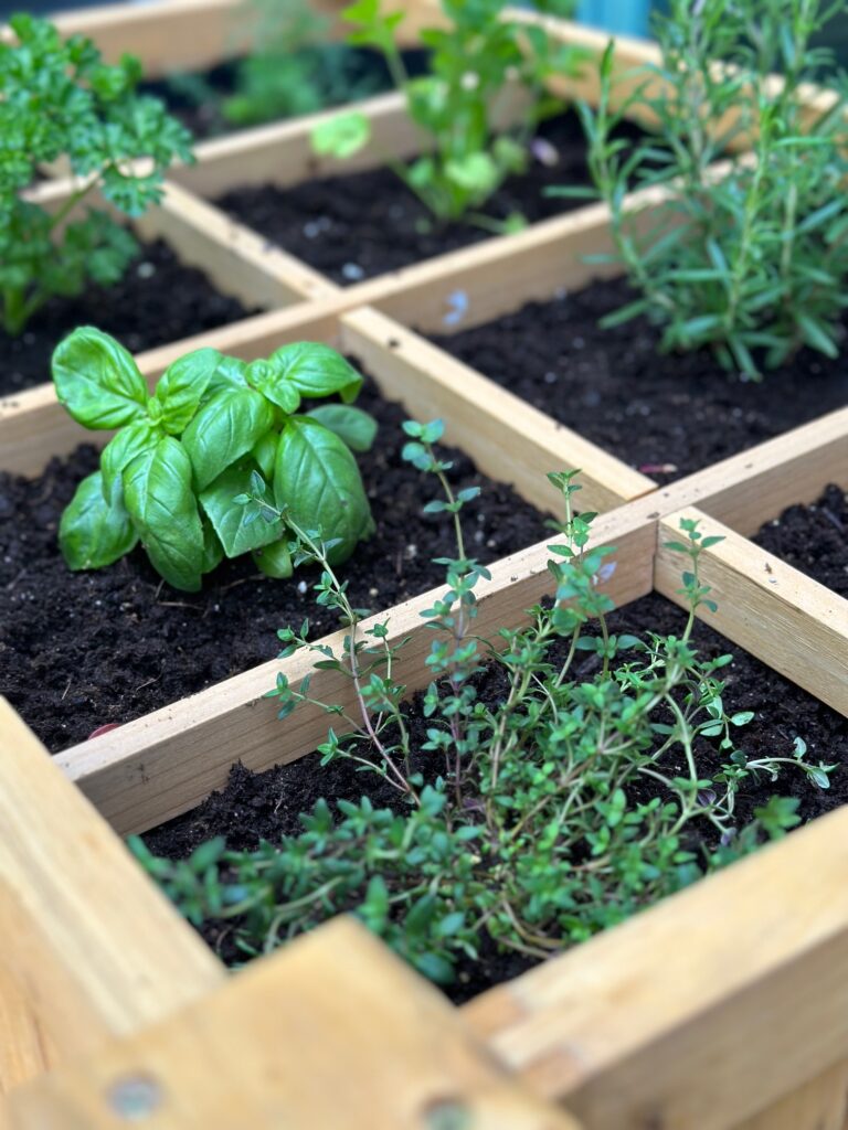 mixed herbs in a planter box.