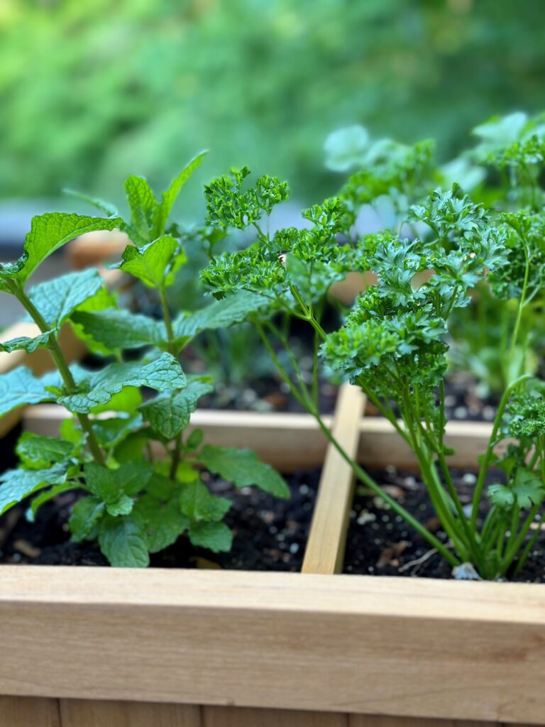 fresh herbs grwoing in a raised bed planter. included is mint and parsley.