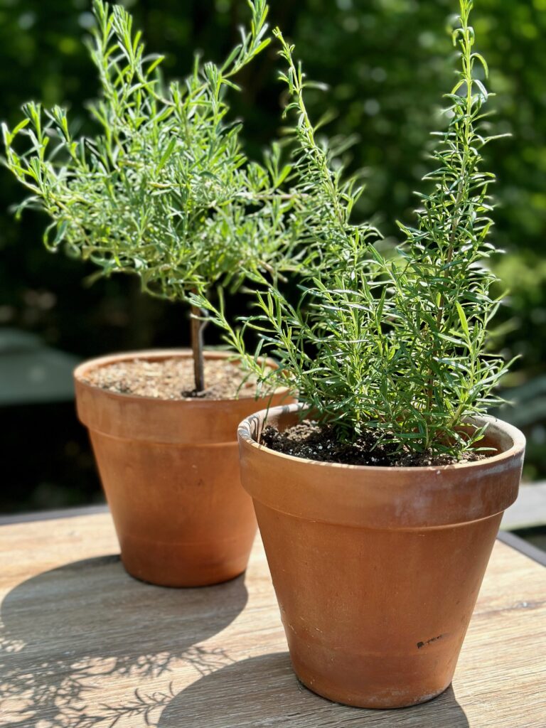 Two rosemary plants basking in the sun. One is a topiary. both plants are in clay pots. 