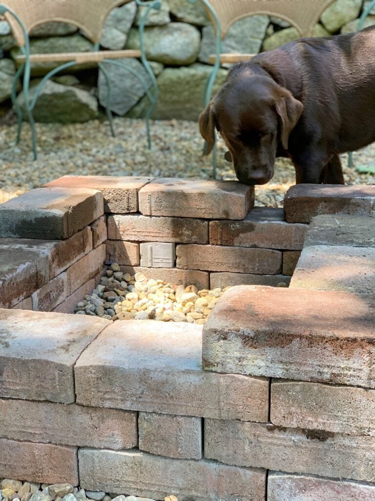 my chocolate lab looking over the fire pit.