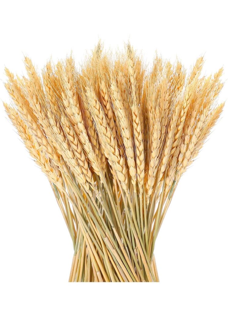 A bundle of dried wheat. 