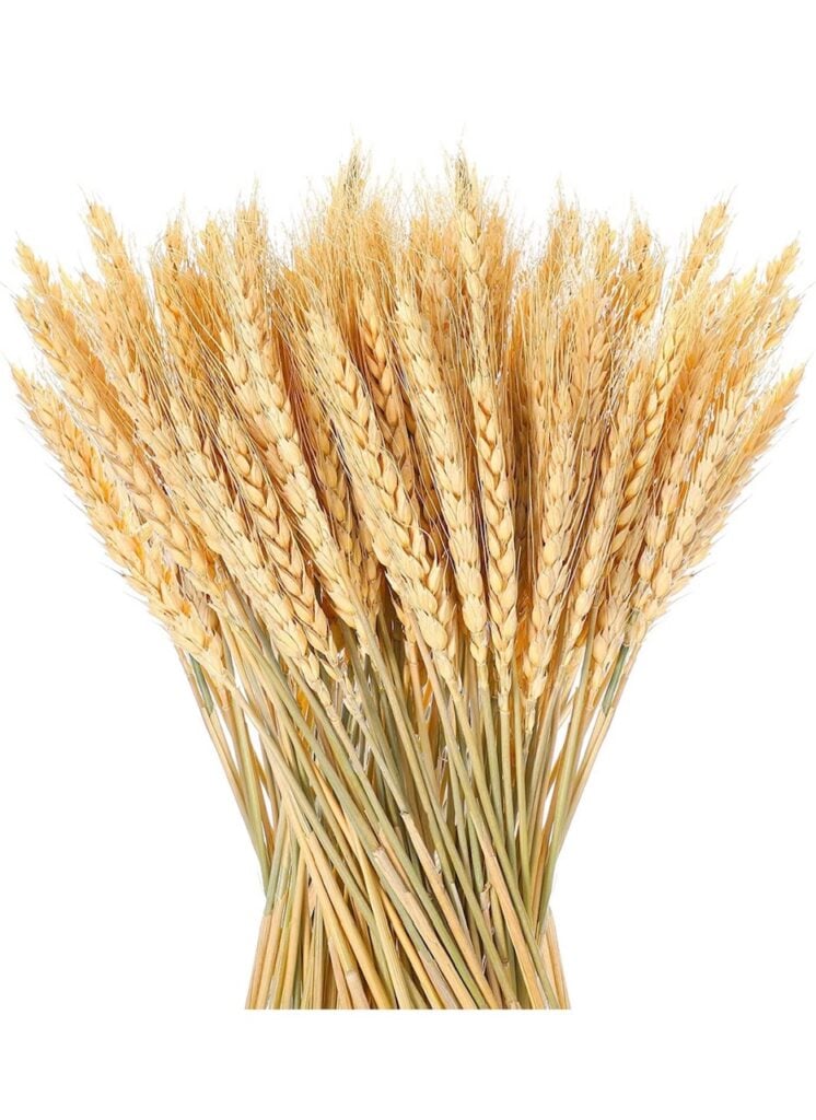 A bundle of dried wheat. 