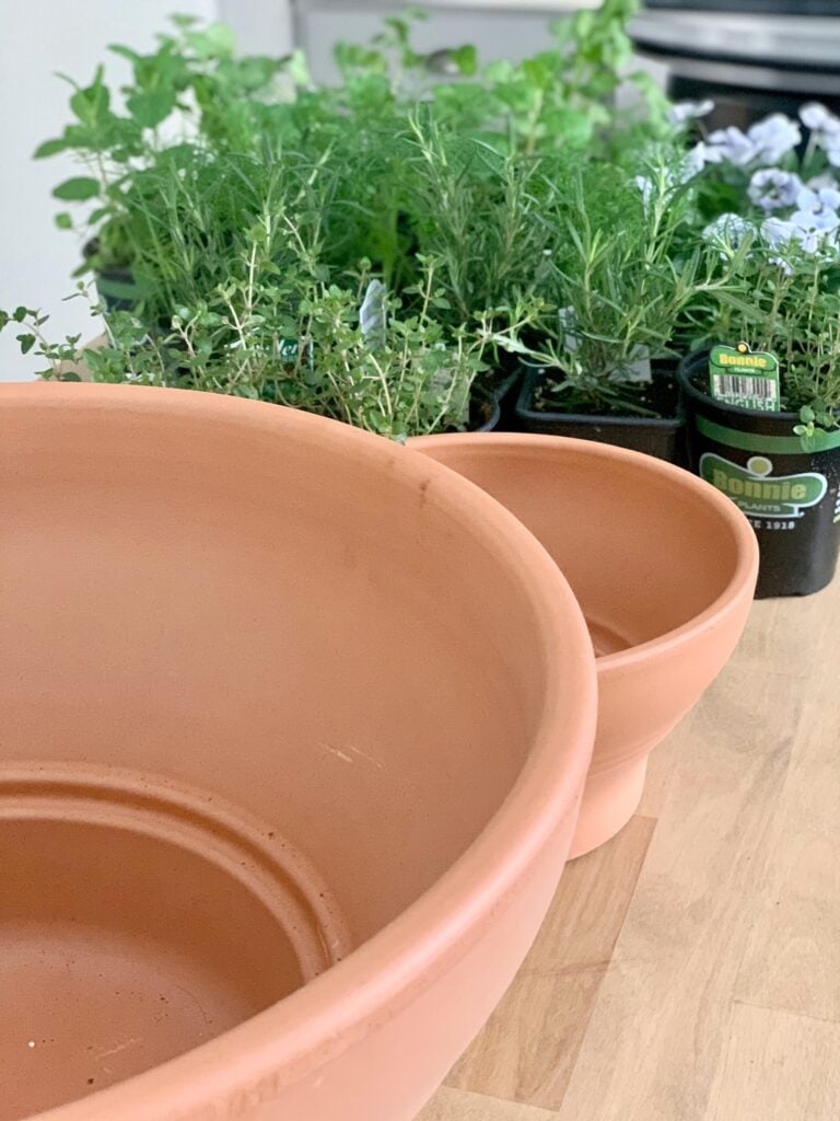 clay pots with assorted herbs in garden center plastic pots ready plant.