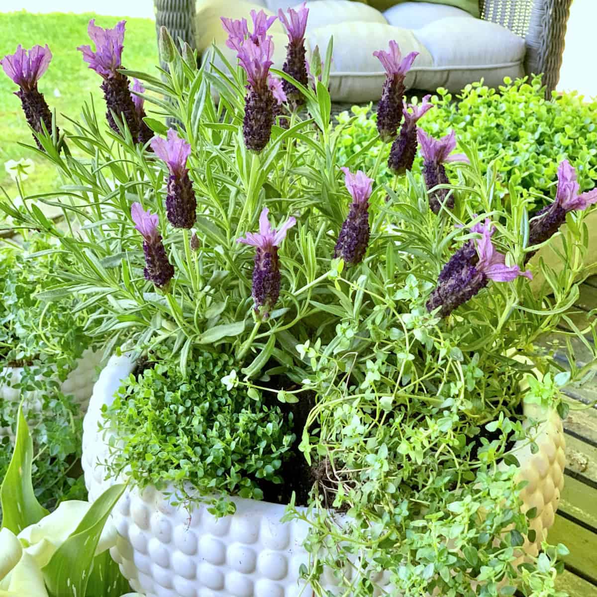 The Ultimate Guide to Lavender Fertilizer Requirements