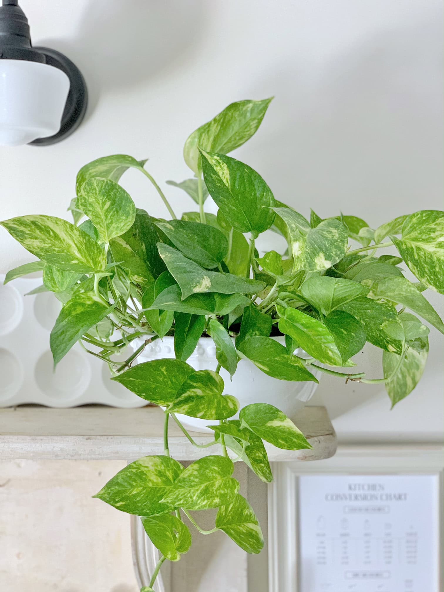 Pothos thriving in good pothos soil mix. 