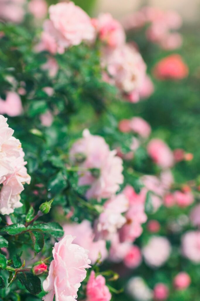 beautiful pink rose bush. 
