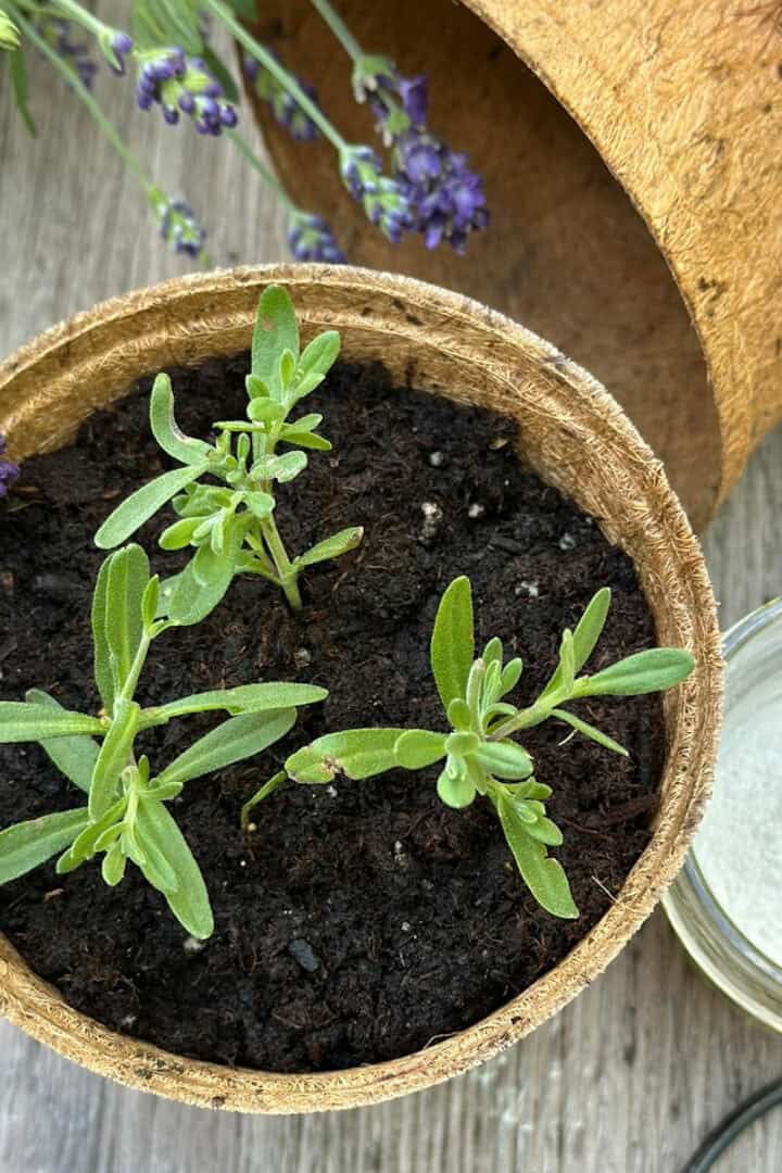 Propagating Lavender: Step-by-Step Guide to Growing New Plants ...