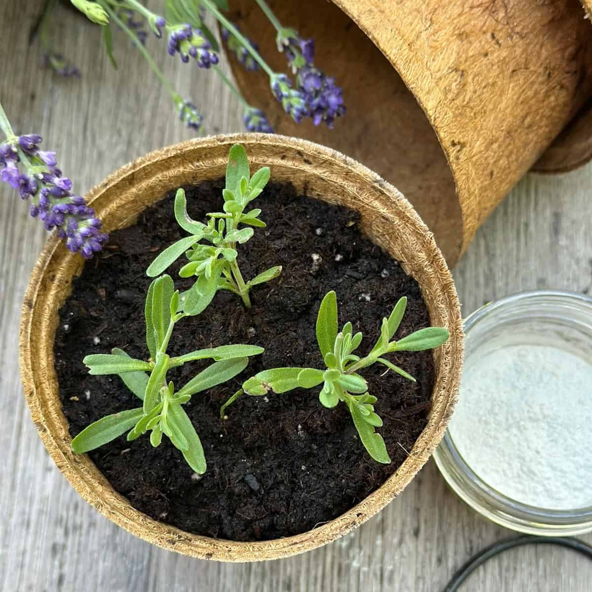 Potted lavender showing the lavender soil mix.