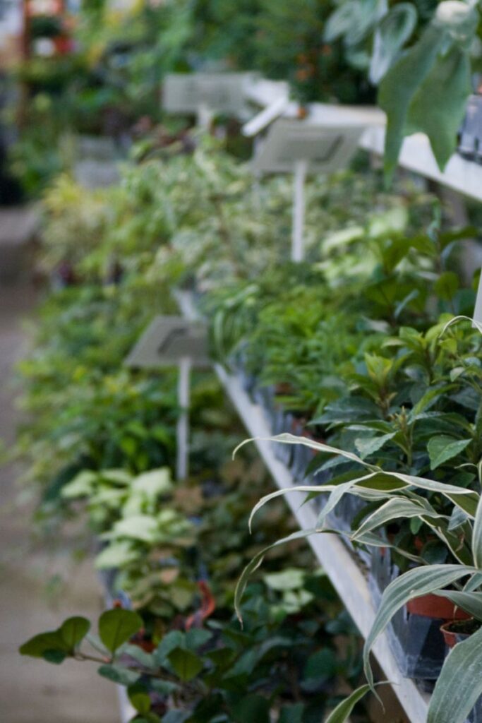 a nursery filled with plants. 