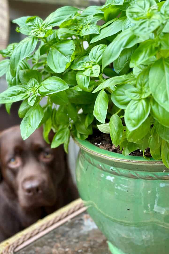 How to Make Herbal Salt with Fresh Garden Herbs - Celebrated Nest