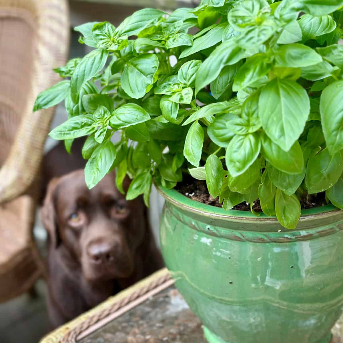 Herb Container Gardening: 12 Best Herbs to Grow in Pots