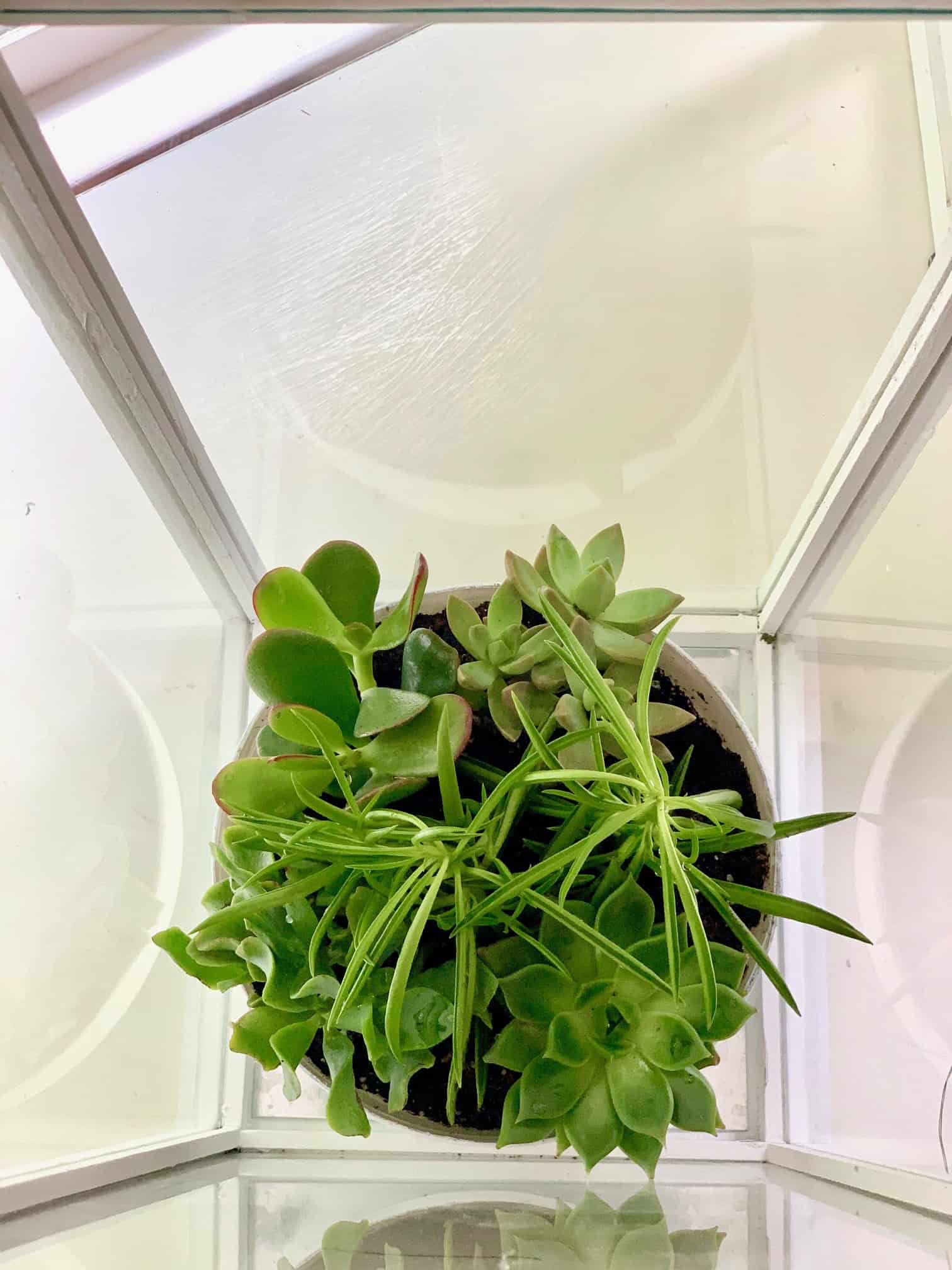 Succulents planted in a bowl sitting at the bottom of the lantern.