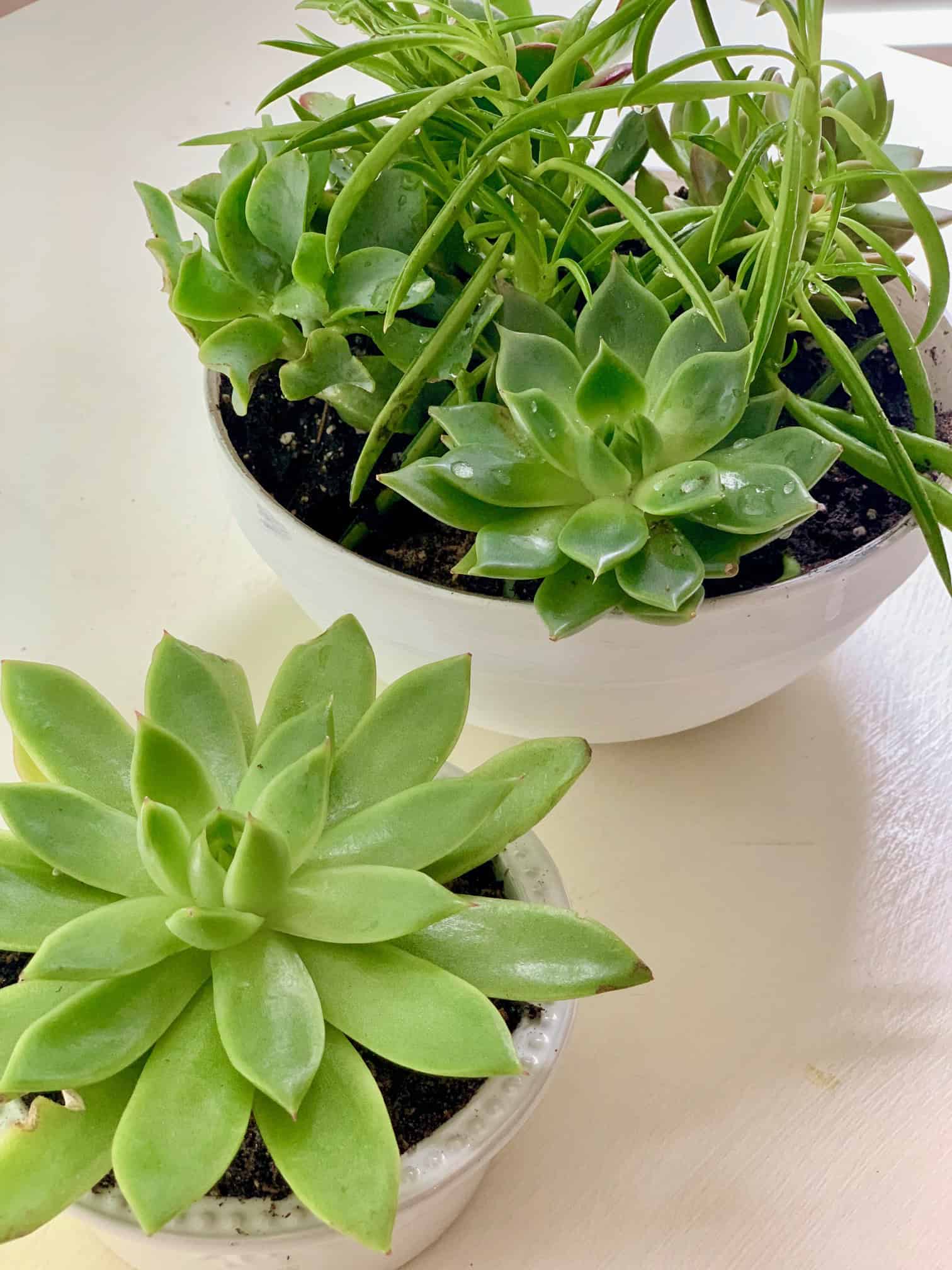 Succulents planted in bowls.