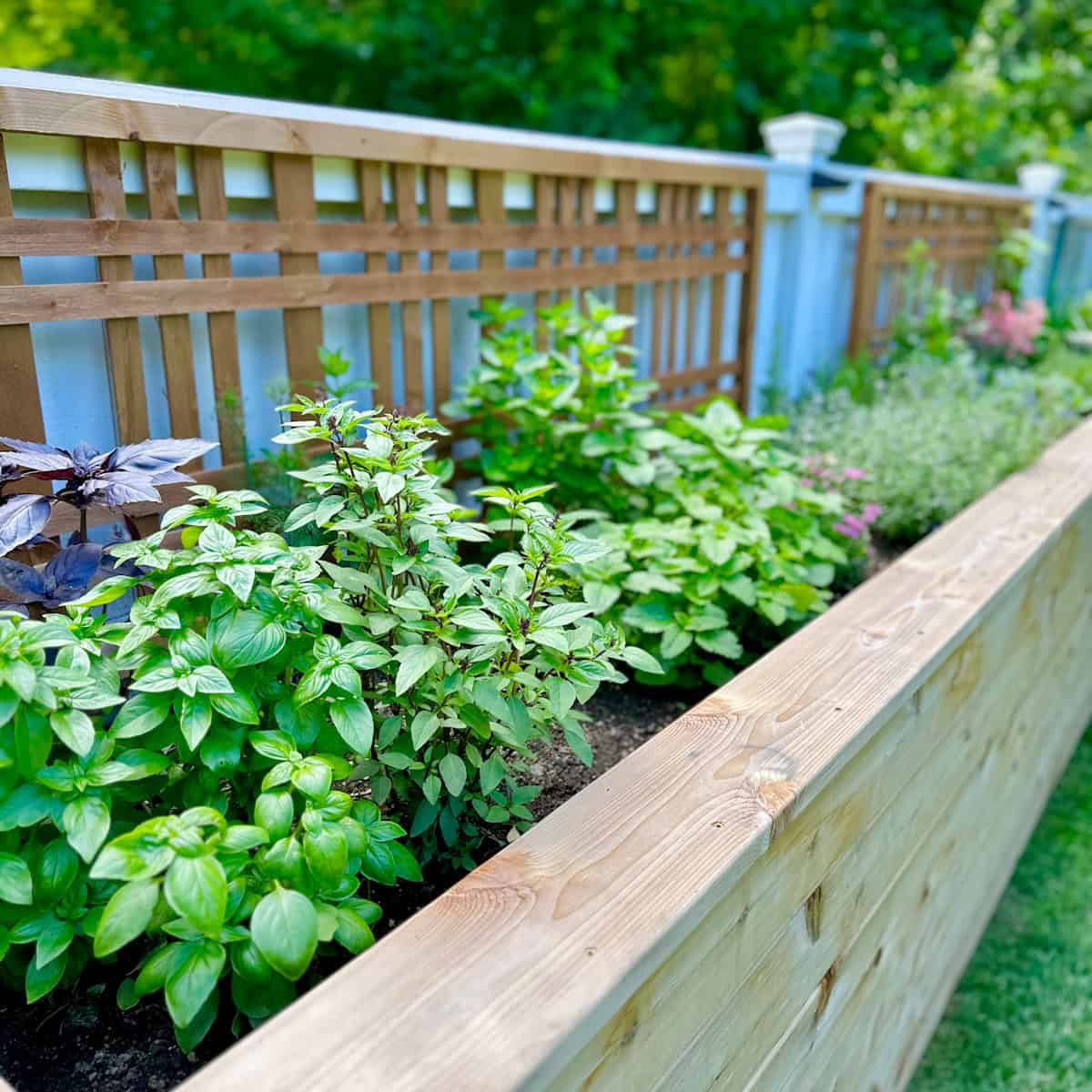 What You Need to Know About Fertilizing Herbs: Nurturing Nature's Bounty