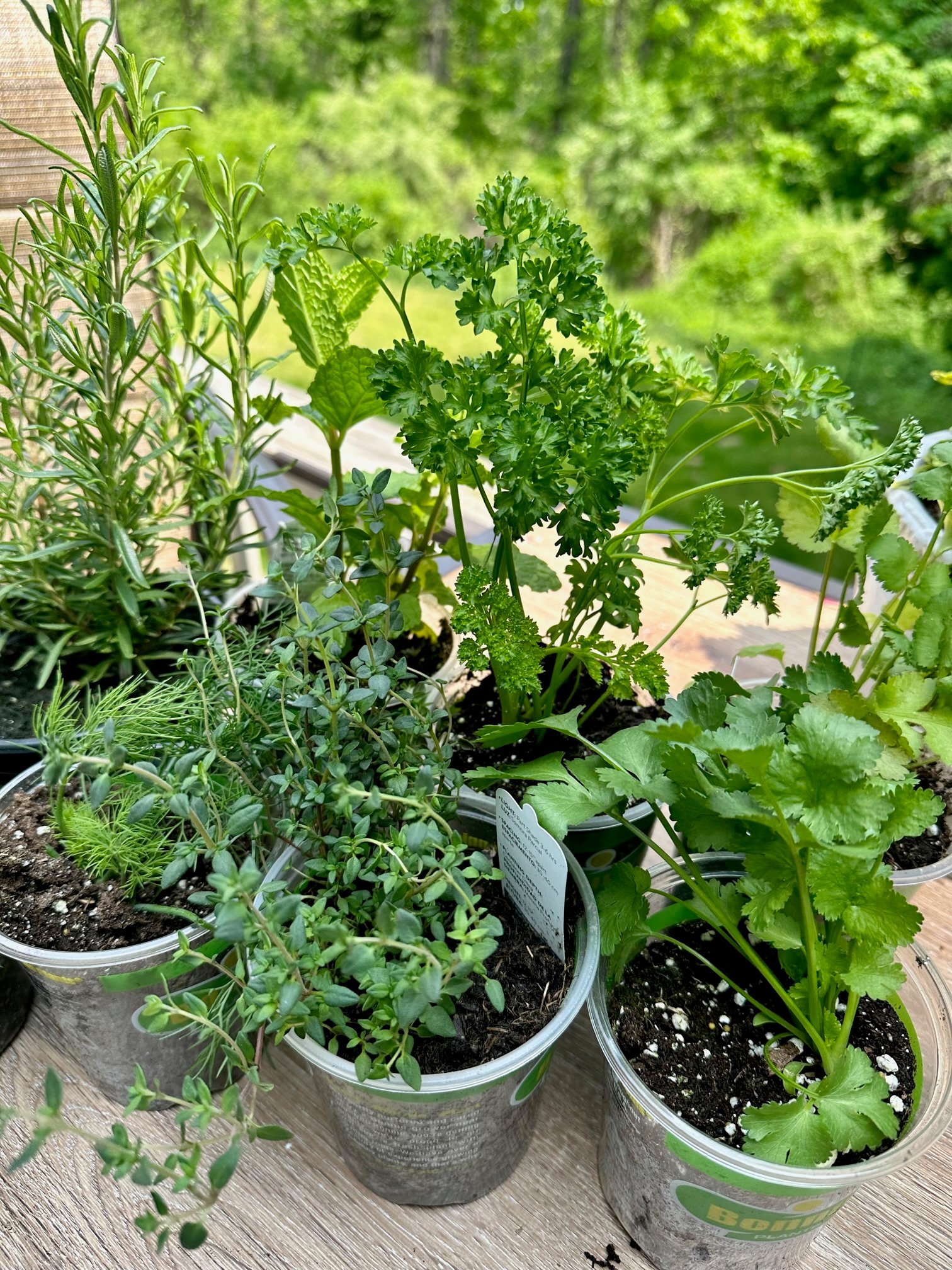 A collection of individual herb plants. 