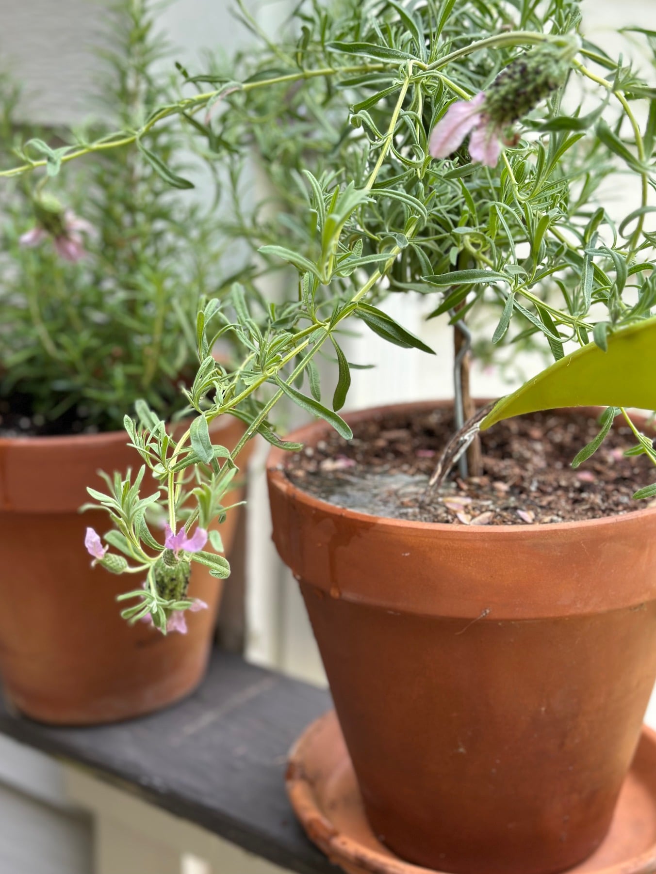 Watering a lavender plant with a watering can. 