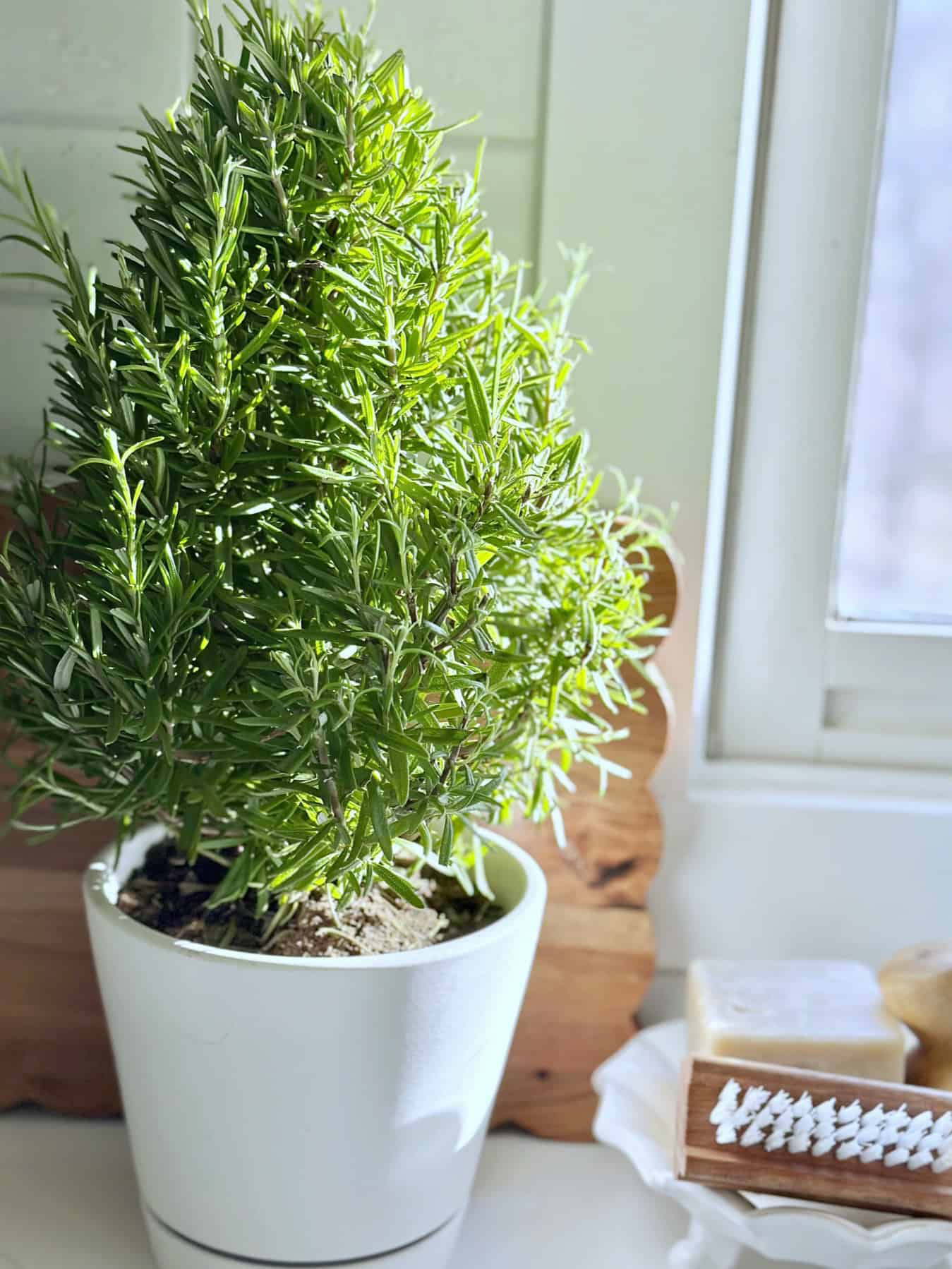 Rosemary tree near my kitchen sink. 