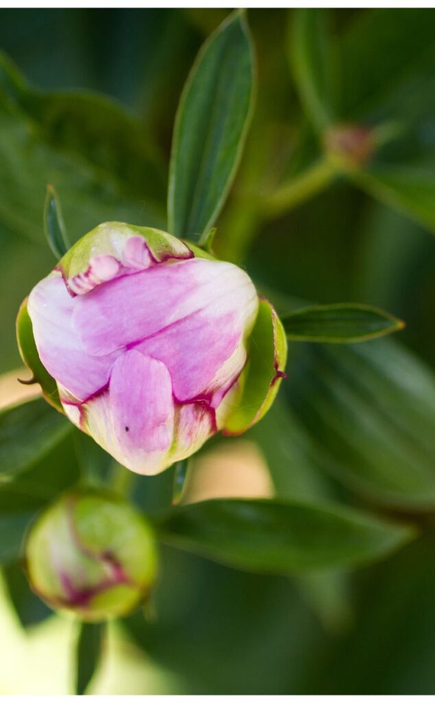 peony bud in a marshmallow stage. 