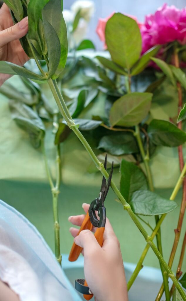 A florist cutting the stem of a peony. 